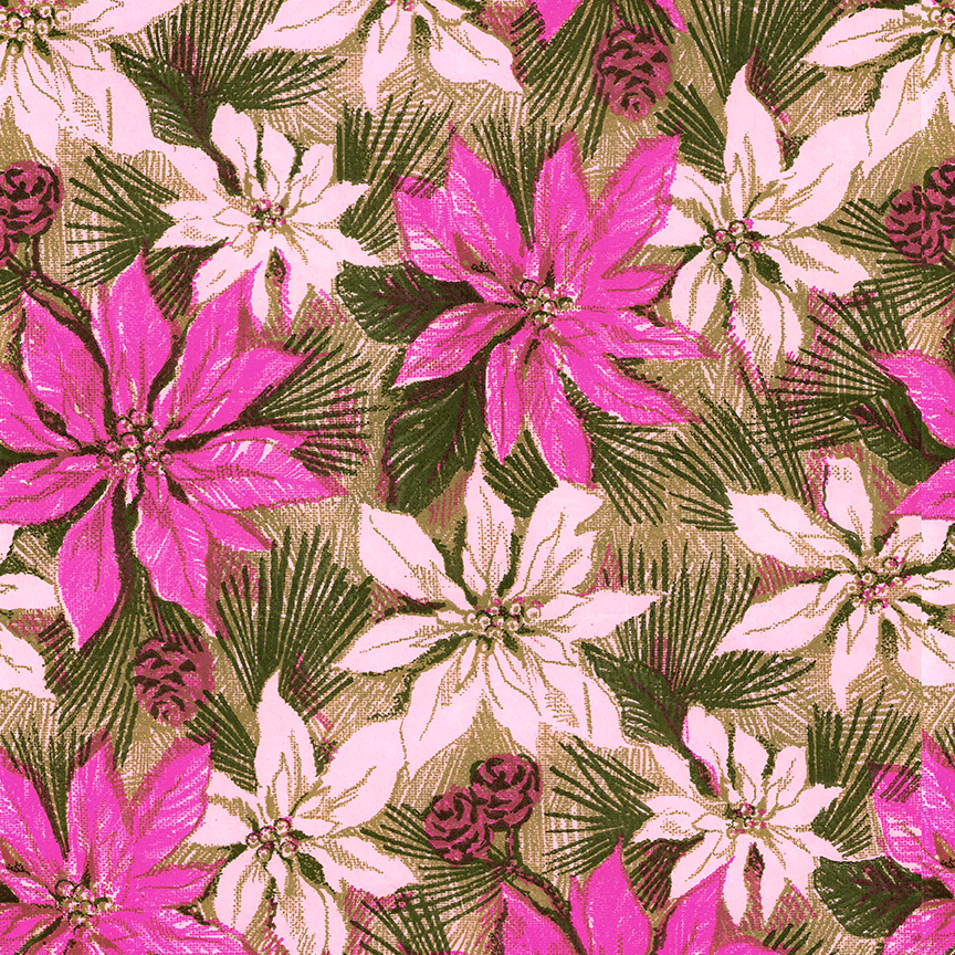 Curated Three Pack - Poinsettias