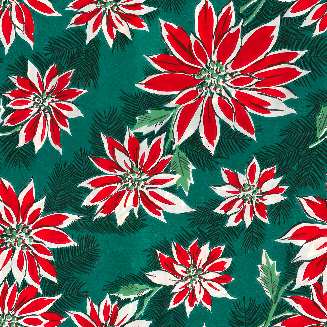 Curated Three Pack - Poinsettias