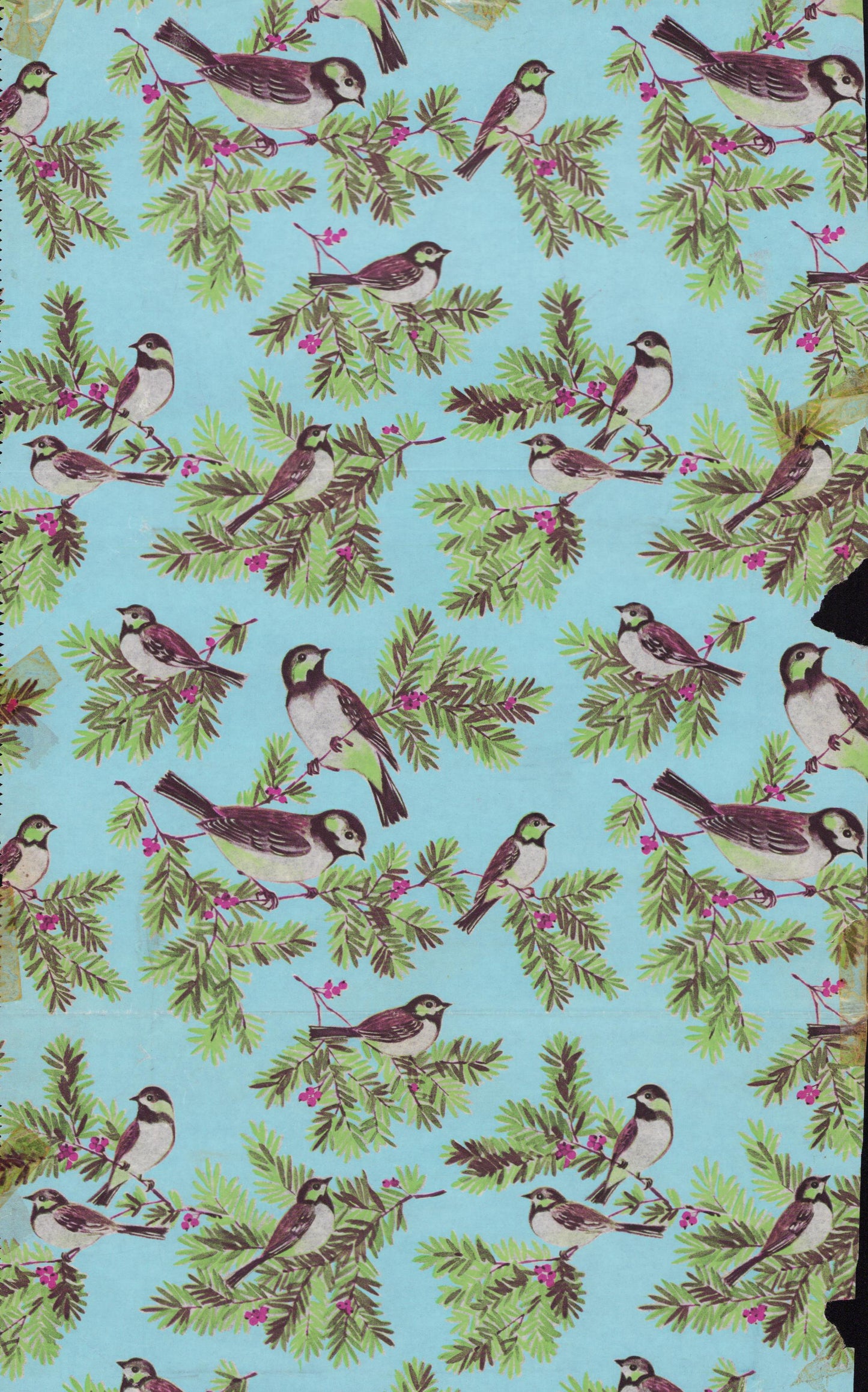 Sweet birds on boughs